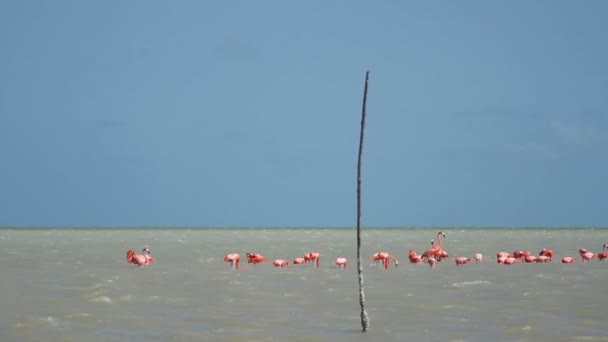 Pink flamingos in the salt lagoons, ria largartos, mexico — Stock Video