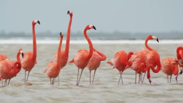 Розовые фламинго в соленых лагунах, ria largartos, fico — стоковое видео