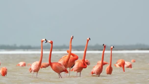 Plameňáků v solné laguny, ria largartos, Mexiko — Stock video