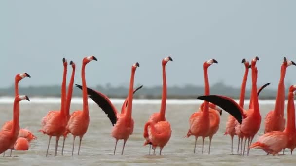 Roze flamingo's in het zout lagunes, ria largartos, mexico — Stockvideo