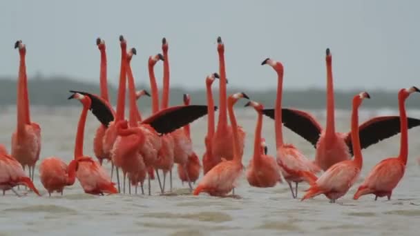 Rózsaszín flamingók só lagúnák, ria largartos, Mexikó — Stock videók