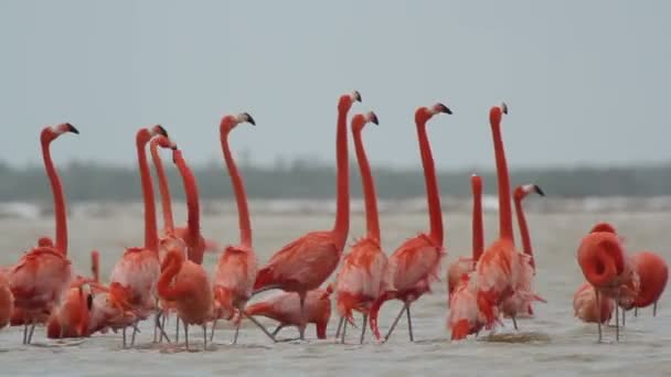 Rosa flamingos salt laguner, ria largartos, Mexiko — Stockvideo