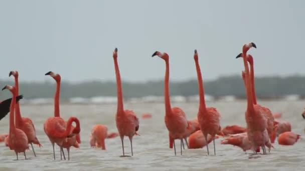Rosa flamingos salt laguner, ria largartos, Mexiko — Stockvideo