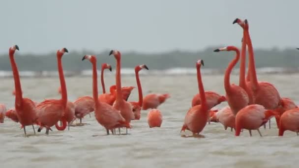 Rosa Flamingos in den Salzlagunen, ria largartos, Mexico — Stockvideo