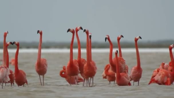 Рожеві фламінго в соляних лагунах, Ріа-Масартос, мексика — стокове відео