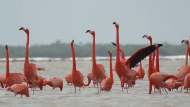 Roze flamingo's in het zout lagunes, ria largartos, mexico — Stockvideo