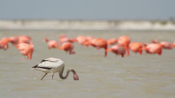 塩水ラグーン、ria largartos、メキシコでのピンクのフラミンゴ — ストック動画