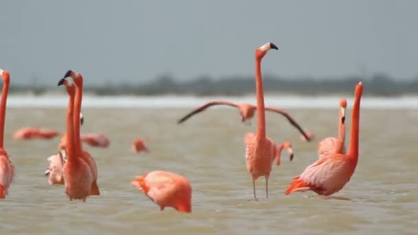 Roze flamingo's in het zout lagunes, ria largartos, mexico — Stockvideo