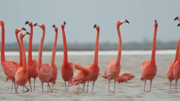 Розовые фламинго в соленых лагунах, ria largartos, fico — стоковое видео