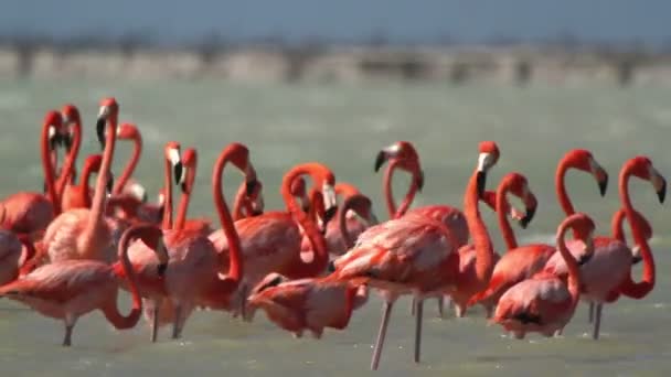 塩水ラグーン、ria largartos、メキシコでのピンクのフラミンゴ — ストック動画