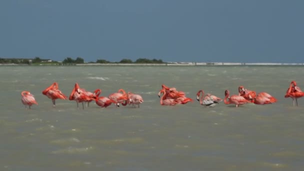Flamants roses dans les lagunes de sel, ria largartos, le Mexique 