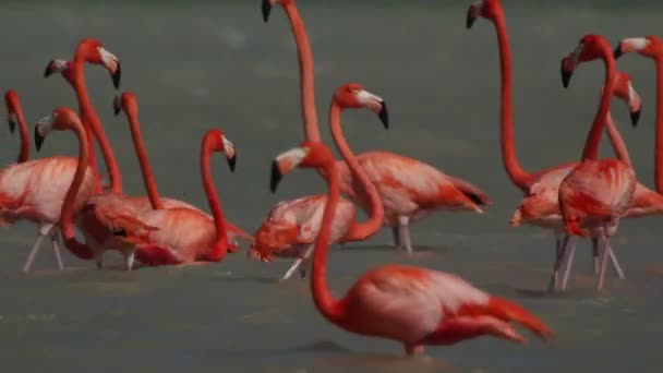 Rosa Flamingos in den Salzlagunen, ria largartos, Mexico — Stockvideo