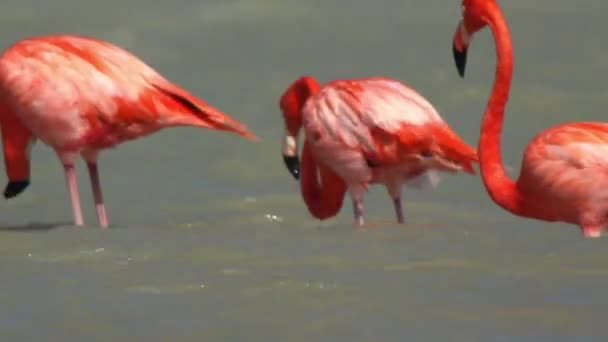 Rosa Flamingos in den Salzlagunen, ria largartos, Mexico — Stockvideo