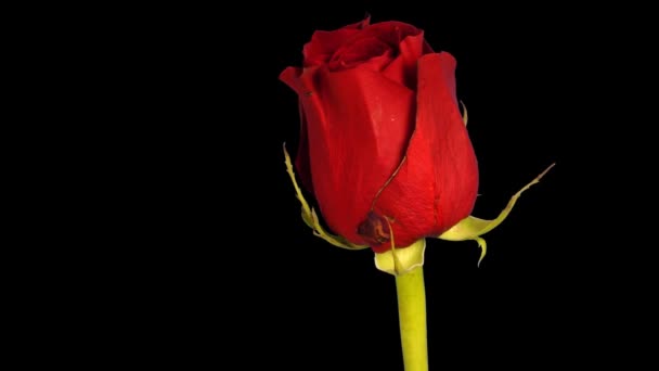 Una rosa filmada durante 5 días — Vídeos de Stock