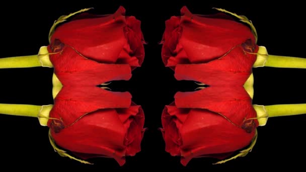 一朵玫瑰被摄制了 5 天 — 图库视频影像