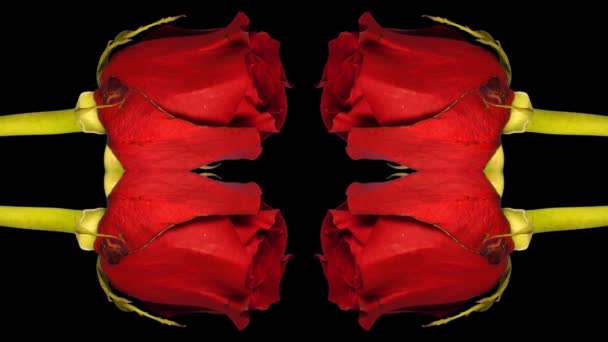 Une rose filmée sur 5 jours 