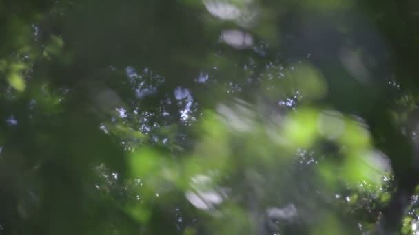 Изменение фокуса объектива в тропическом лесу, чтобы выявить различные глубины растительности — стоковое видео