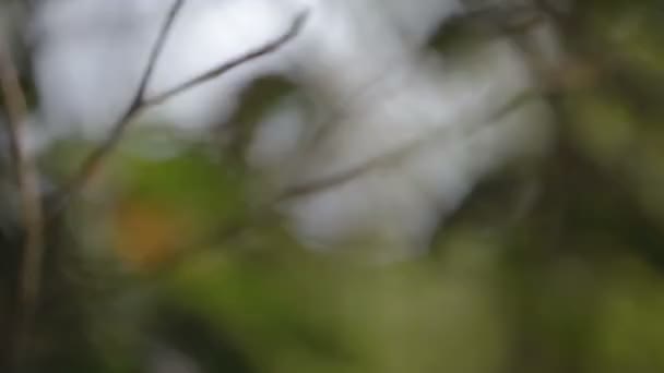 Cambiar el enfoque de la lente en una selva tropical para revelar diferentes profundidades de vegetación — Vídeos de Stock