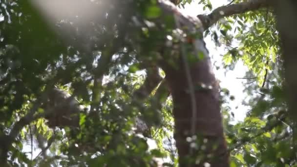 Änderung des Brennpunktes der Linse in einem Regenwald, um unterschiedliche Tiefen der Vegetation aufzuzeigen — Stockvideo