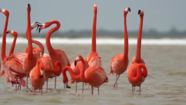 Flamencos rosados en las lagunas de sal, ria largartos, México — Vídeo de stock