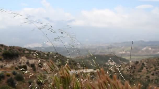 Kalifornien lanscape med grässtrå i förgrunden — Stockvideo
