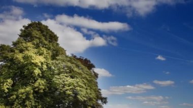 Büyük ağaçlar ve bulut timelapse hampstead Heath, Londra