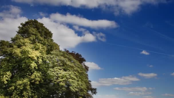 Stora träd och moln timelapse i hampstead heath, london — Stockvideo