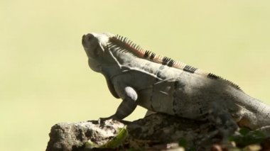 bir atış bir iguana Meksika