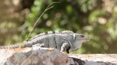 bir atış bir iguana Meksika