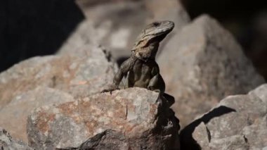 bir atış bir iguana Meksika
