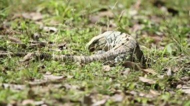 bir atış bir iguana Meksika