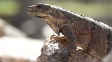 bir atış bir iguana Meksika