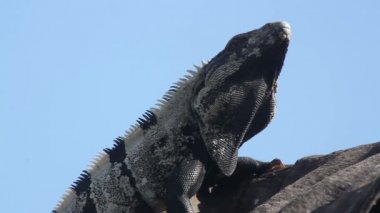 bir atış bir iguana Meksika