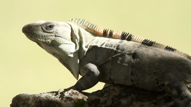 A shot of an iguana in mexico — Stock Video