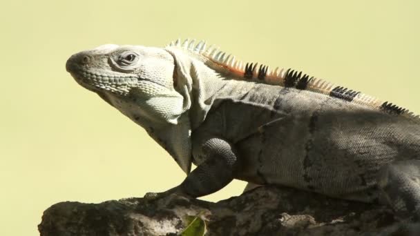 Una foto de una iguana en México — Vídeos de Stock