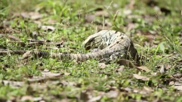 Uno scatto di un'iguana in Messico — Video Stock