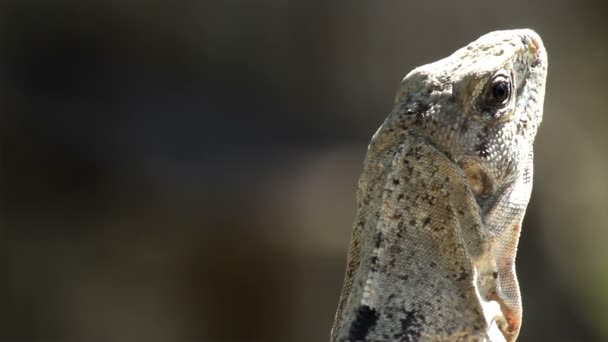 Uno scatto di un'iguana in Messico — Video Stock