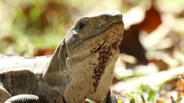 Uno scatto di un'iguana in Messico — Video Stock