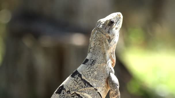 Uma foto de uma iguana no México — Vídeo de Stock
