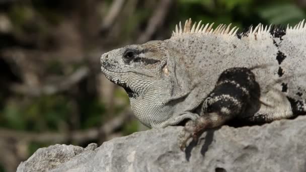 Bir atış bir iguana Meksika — Stok video