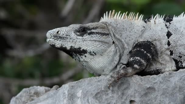 A shot of an iguana in mexico — Stock Video