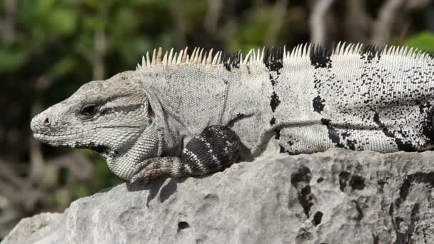 Bir atış bir iguana Meksika — Stok video