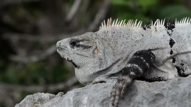 鬣蜥在墨西哥的一枪 — 图库视频影像