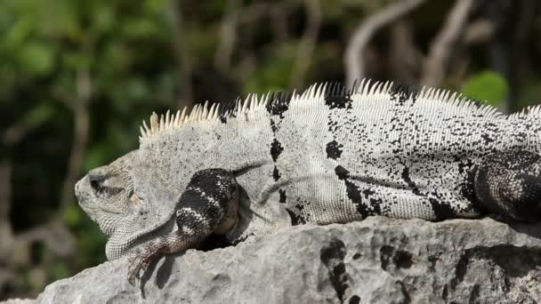 Una foto de una iguana en México — Vídeo de stock