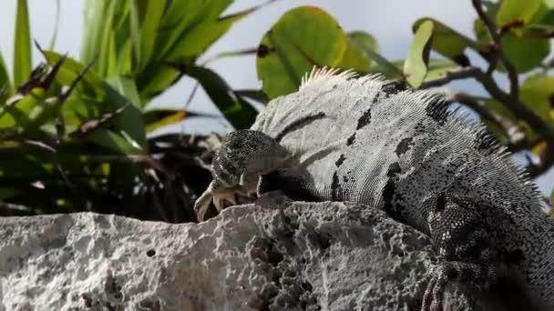 Uno scatto di un'iguana in Messico — Video Stock