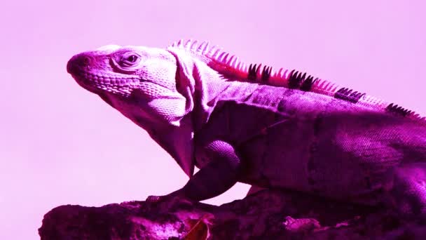 Kieliszek z iguana w Meksyku — Wideo stockowe