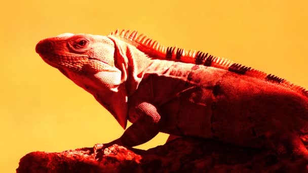 A shot of an iguana in mexico — Stock Video