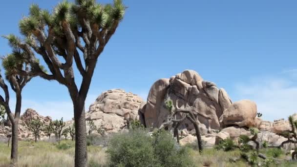 Panorámica timelpasa a través del paisaje de rocas y arbustos — Vídeo de stock