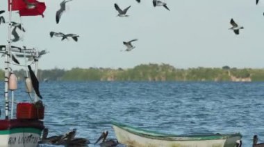 Martılar Rüzgar, ria largartos tekneye etrafında sinek