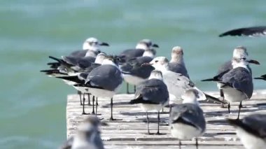 ria largartos bir iskelede martı gülen bir sürü